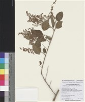 藏品(日本女貞)的圖片